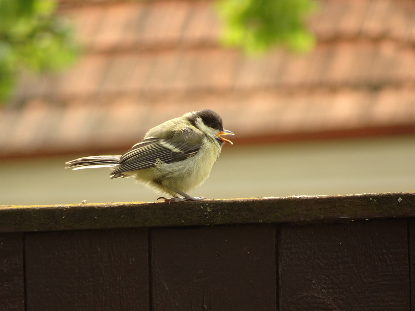 junge Meise Foto & Bild tiere, tier und mensch, natur Bilder auf