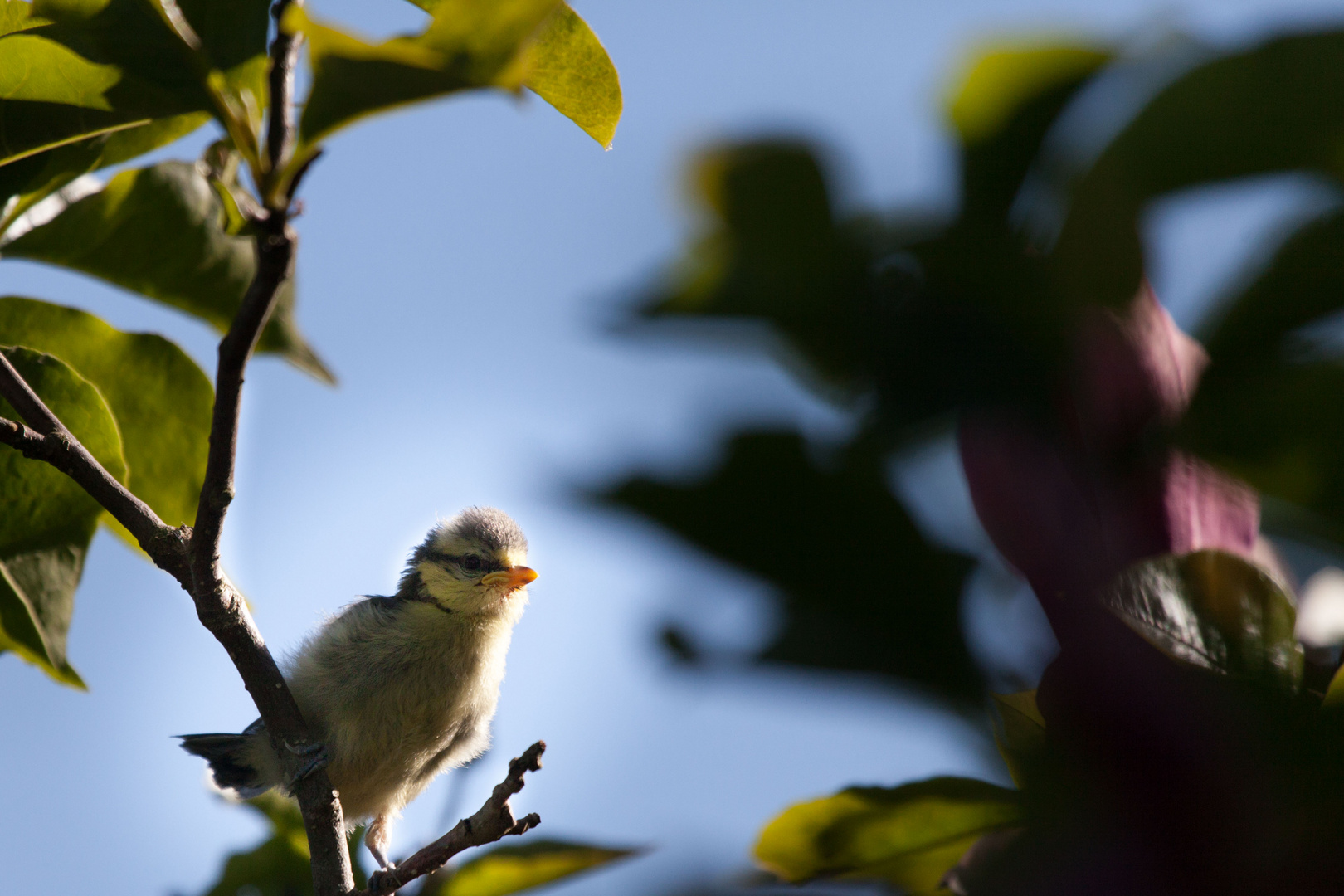 junge Meise Foto & Bild tiere, tierkinder, meine fotos Bilder auf