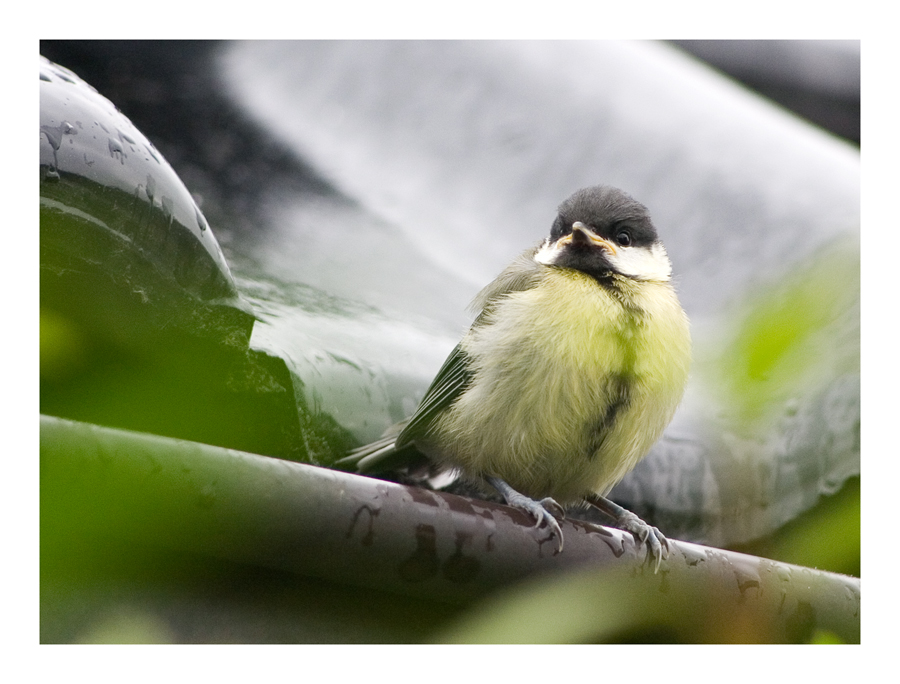  Junge Meise Foto & Bild tiere, wildlife, wild lebende vögel
