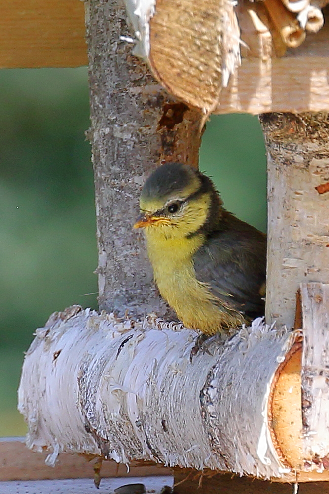 Junge Meise Foto & Bild natur, tiere, vögel Bilder auf