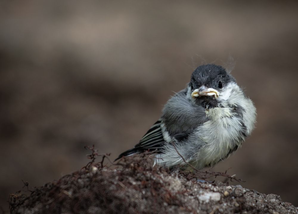 junge Meise Foto & Bild tiere, wildlife, wild lebende vögel Bilder