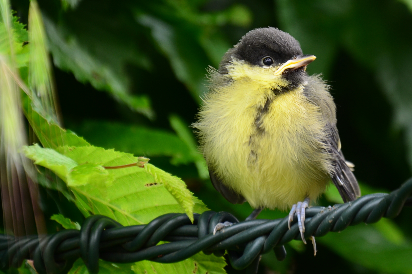 Junge Meise Foto & Bild tiere, wildlife, wild lebende vögel Bilder
