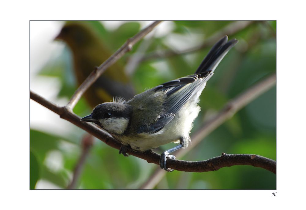 Junge Meise Foto & Bild tiere, wildlife, wild lebende vögel Bilder
