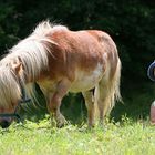 Junge mit Pony