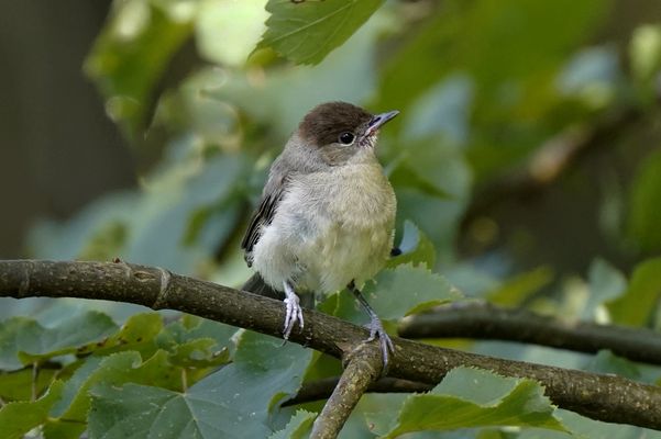 Junge Mönchsgrasmücke