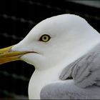 Junge Möve beobachtet älteren Fotografen