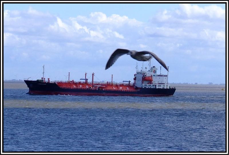 Junge Möve wetteifert mit dem Schiff