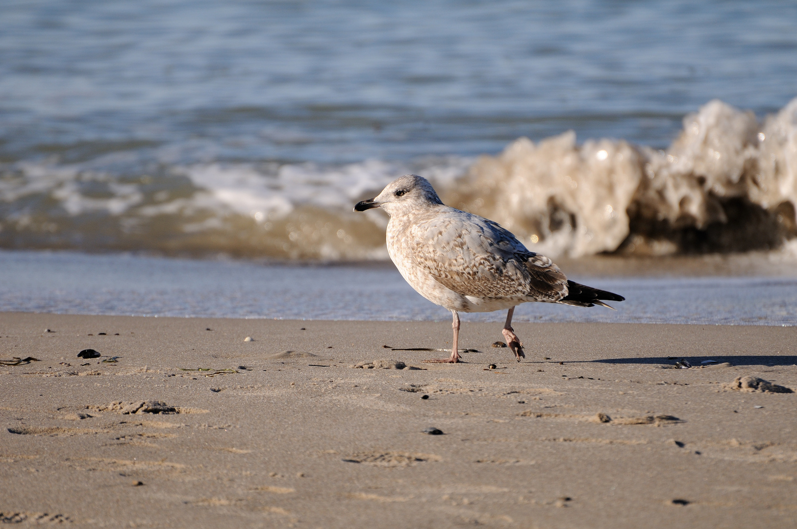 junge Möwe am Strand