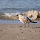 junge Möwe am Strand