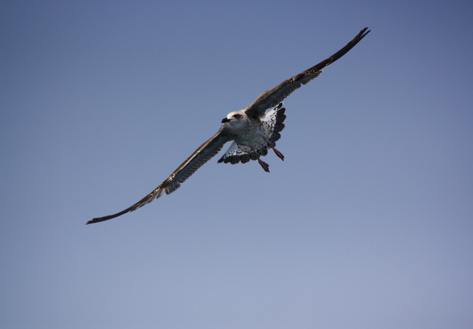 Junge Möwe im Anflug