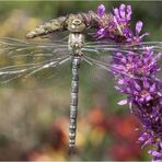 Junge Mosaikjungfer an Blutweiderich