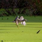 Junge Nachtreiher Fliegt