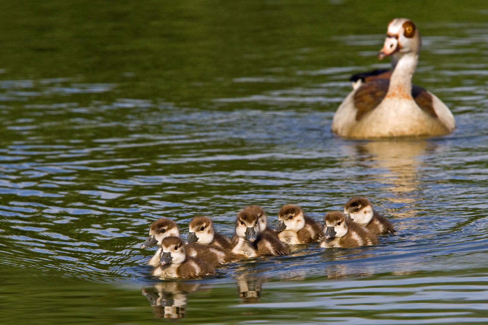 Junge Nilgänse 1