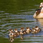 Junge Nilgänse 1