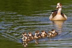 Junge Nilgänse 1