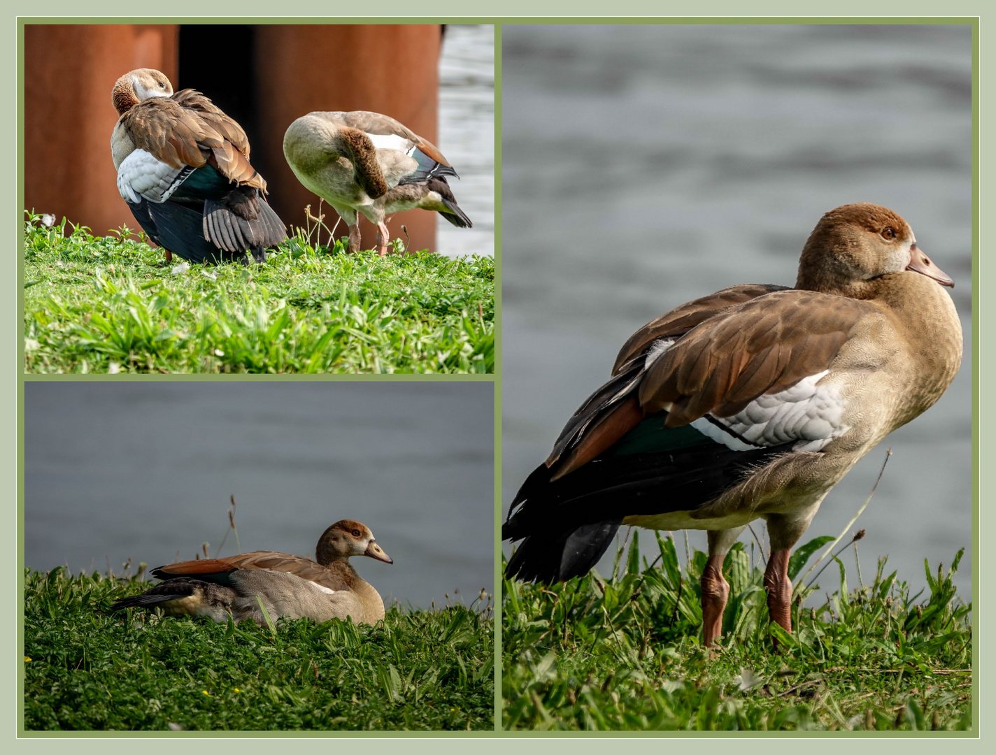 Junge Nilgänse ...