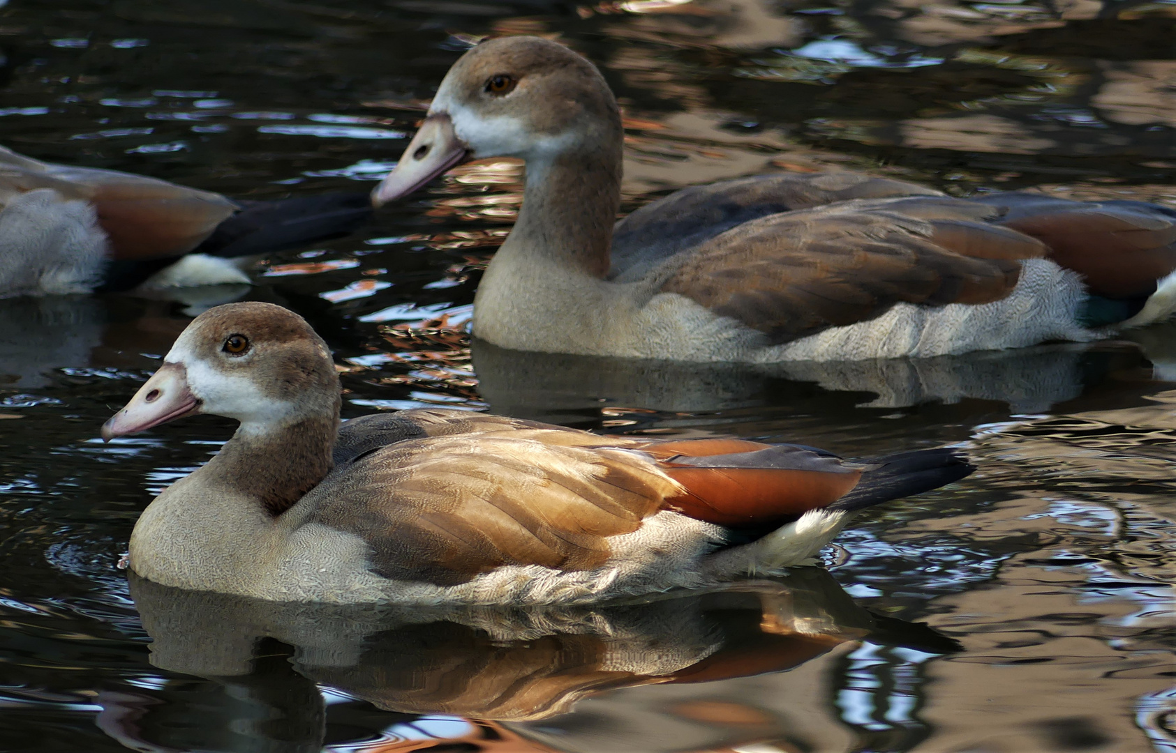 Junge Nilgänse