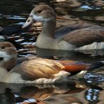 Junge Nilgänse