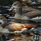 Junge Nilgänse