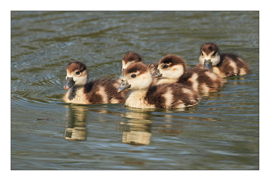 Junge Nilgänse