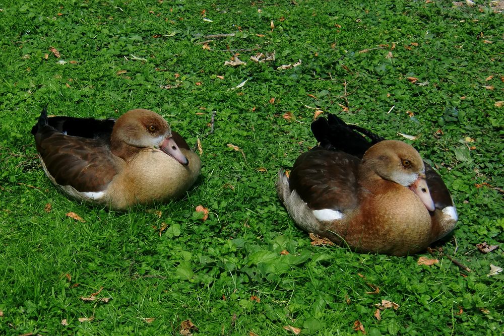 Junge Nilgänse