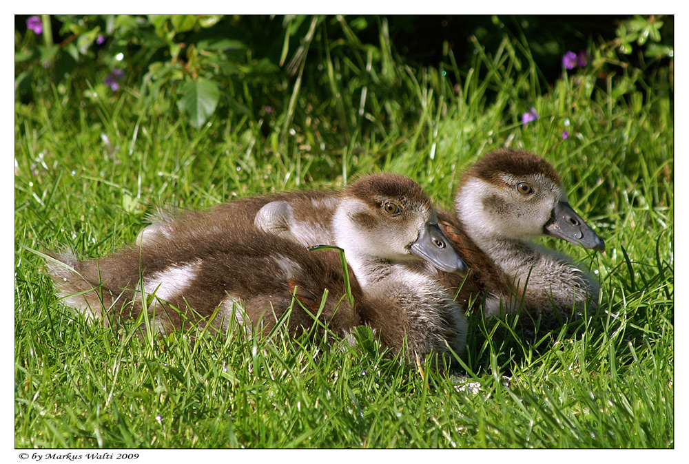 Junge Nilgänse...