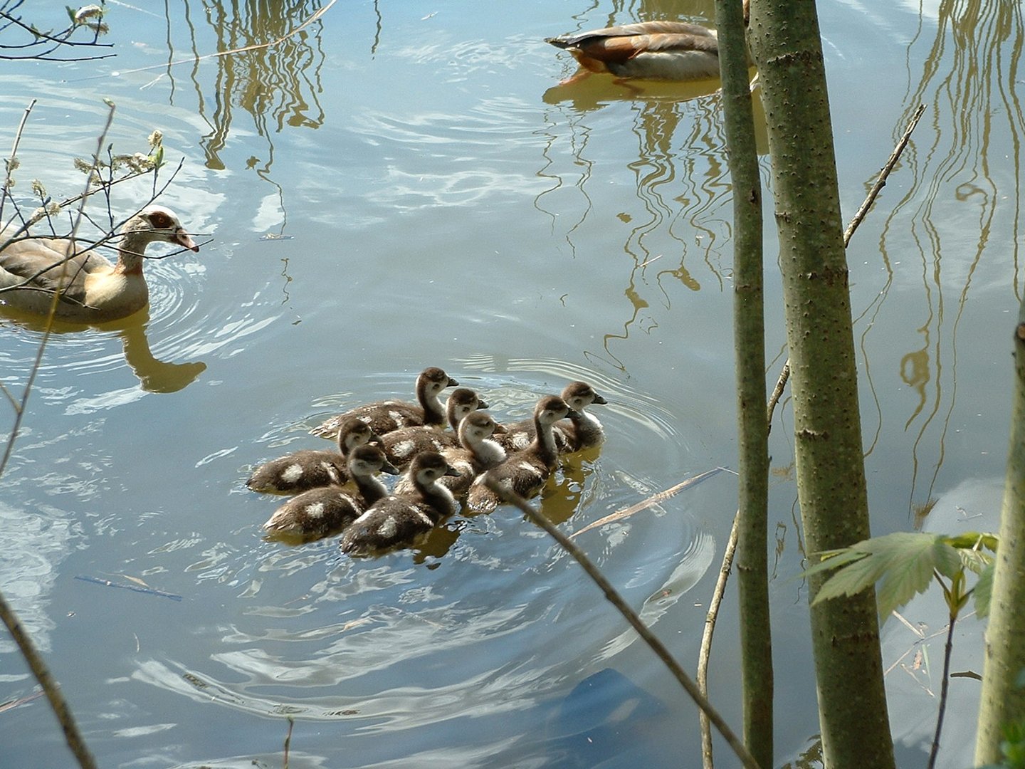 junge Nilgänse