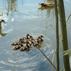 junge Nilgänse