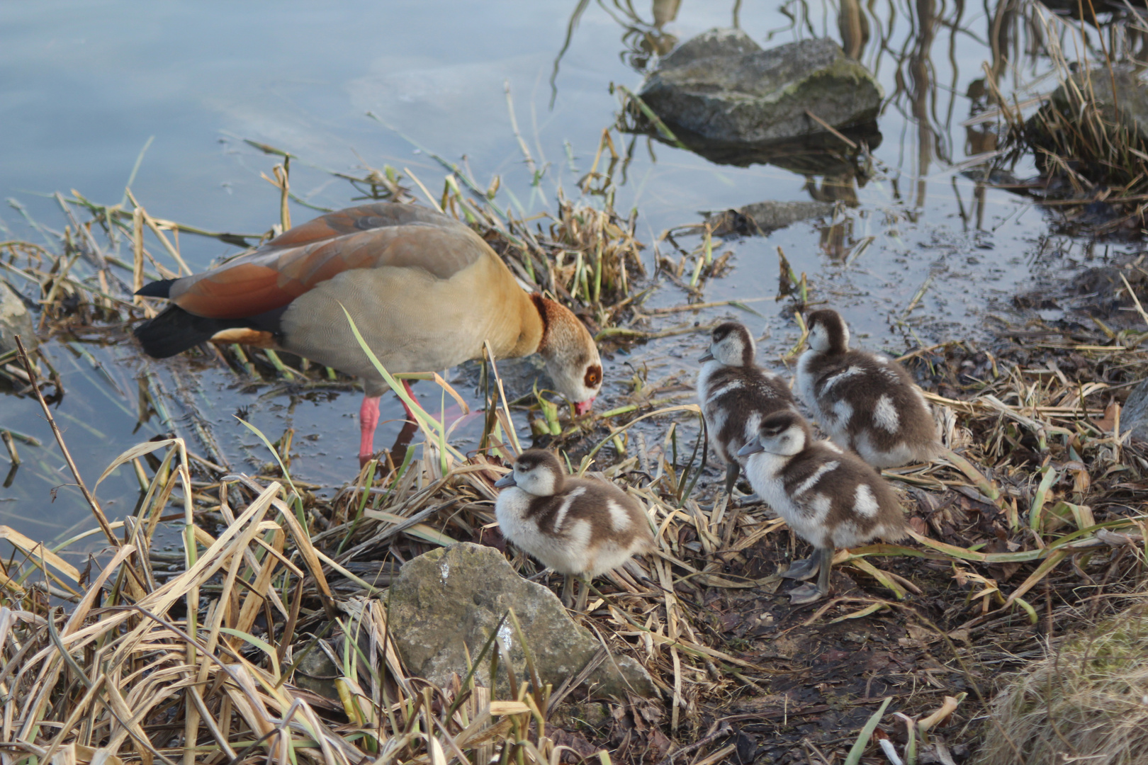 junge Nilgänse