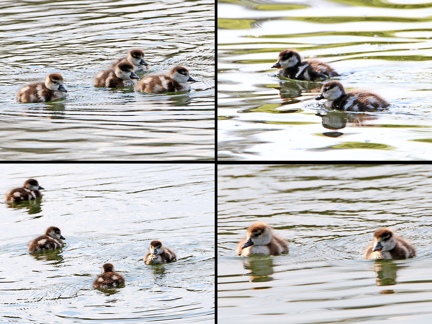 Junge Nilgänse