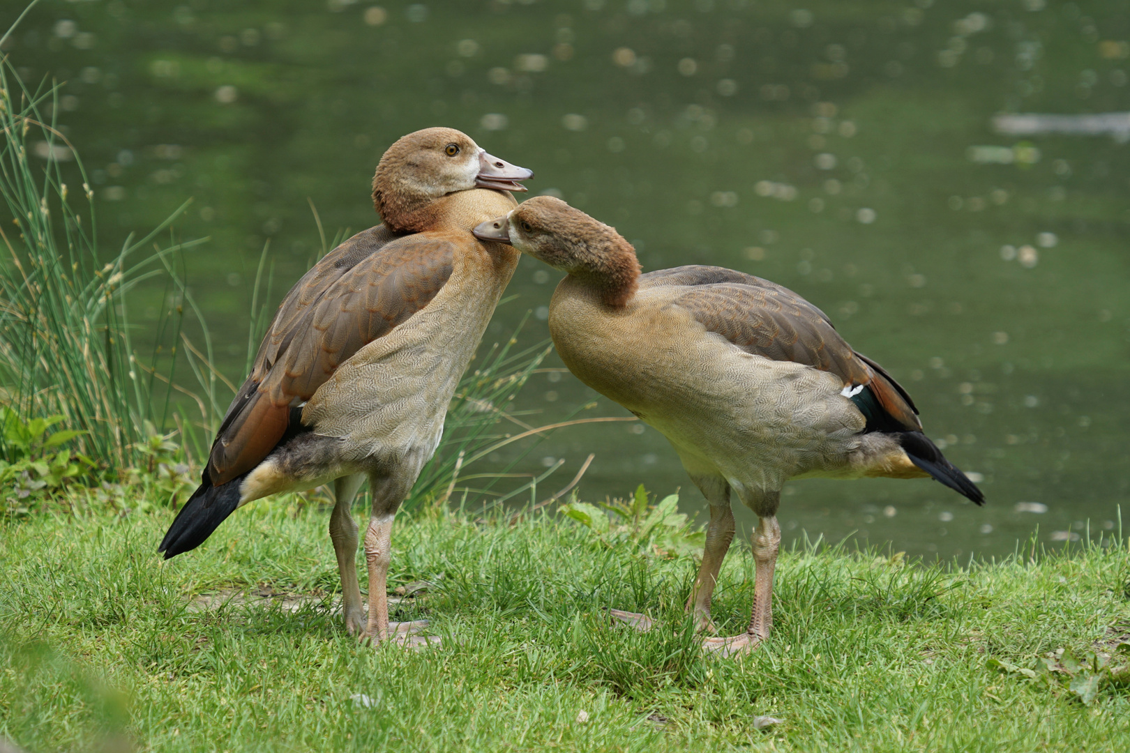 junge Nilgänse