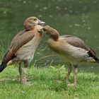 junge Nilgänse