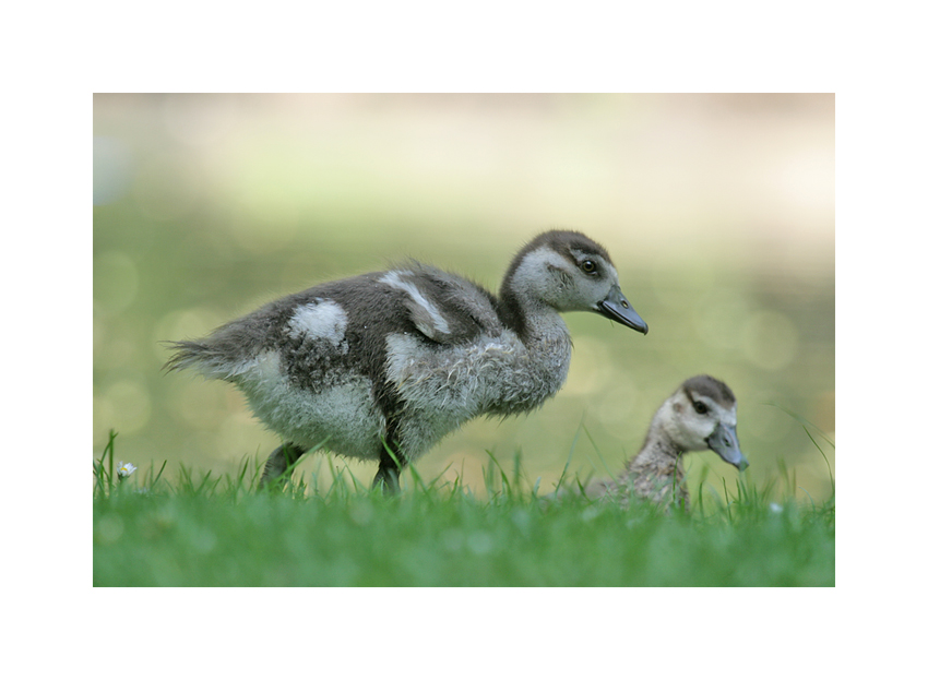 Junge Nilgänse ...