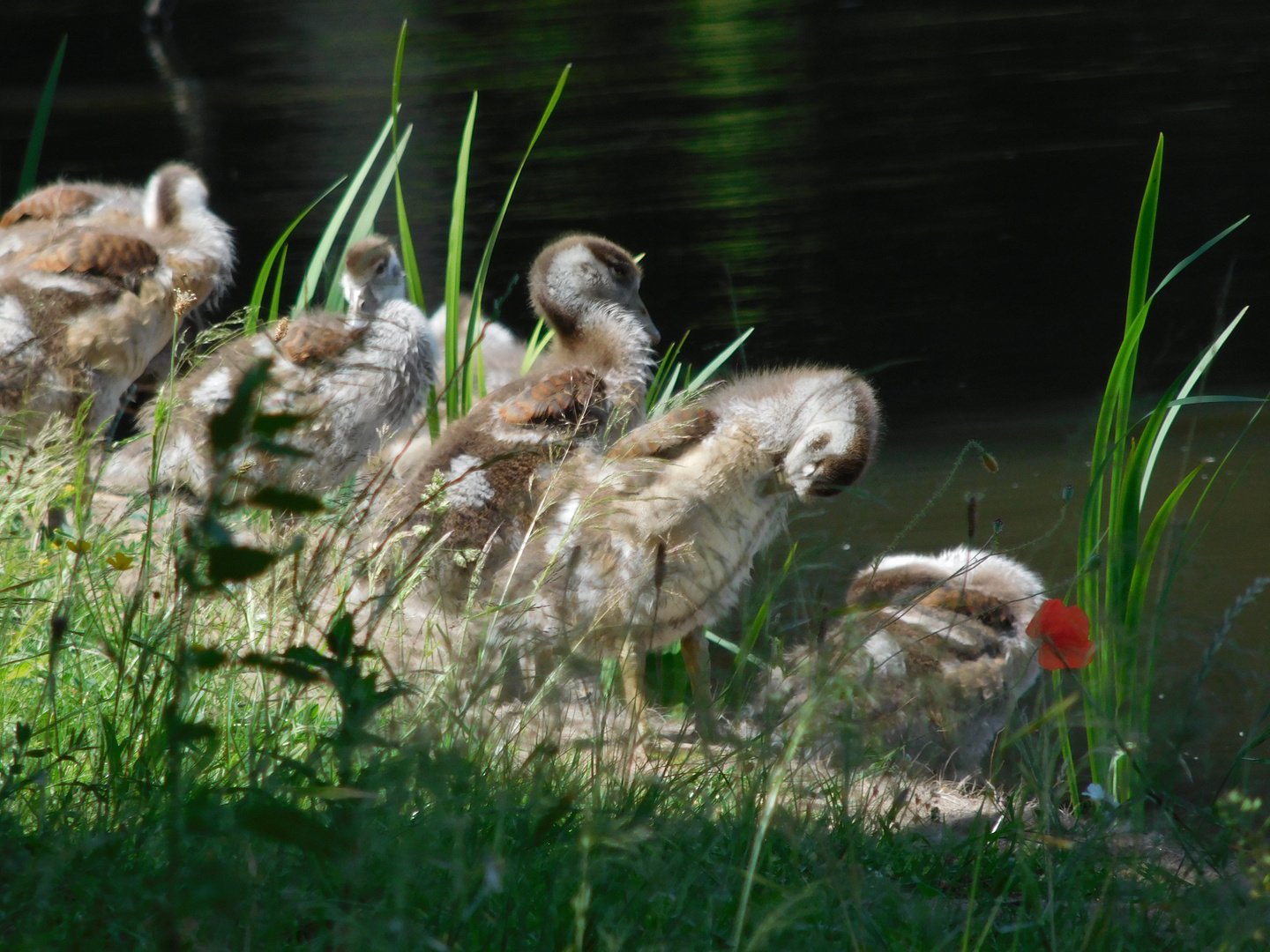 Junge Nilgänse