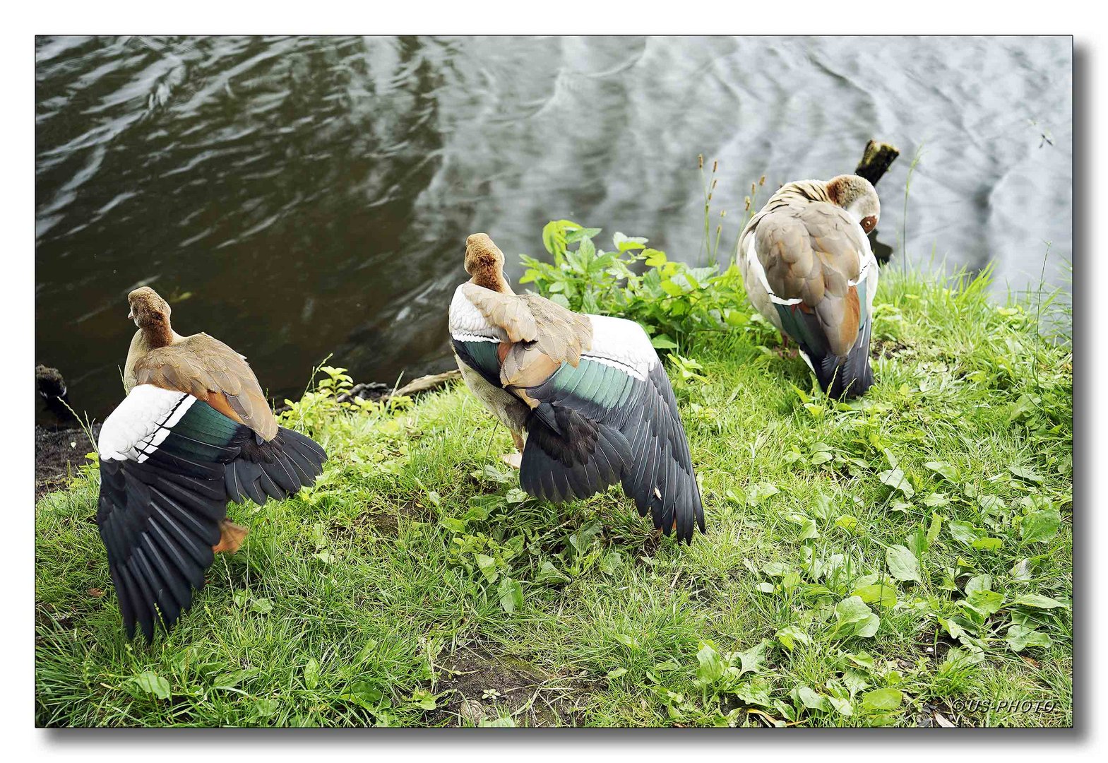 Junge Nilgänse, strecken und putzen