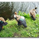 Junge Nilgänse, strecken und putzen