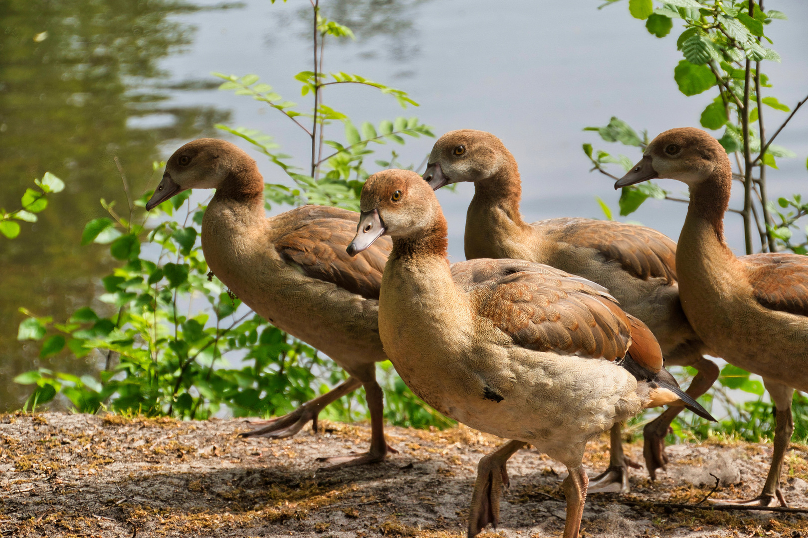 Junge Nilgänse unter sich