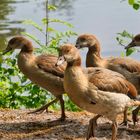 Junge Nilgänse unter sich