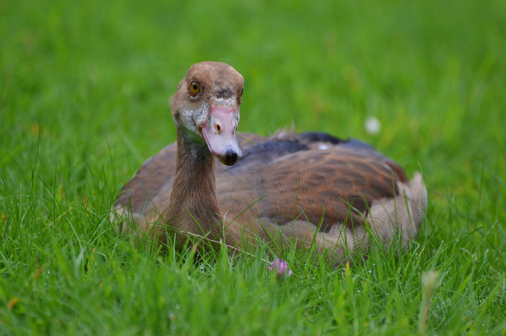 Junge Nilgans