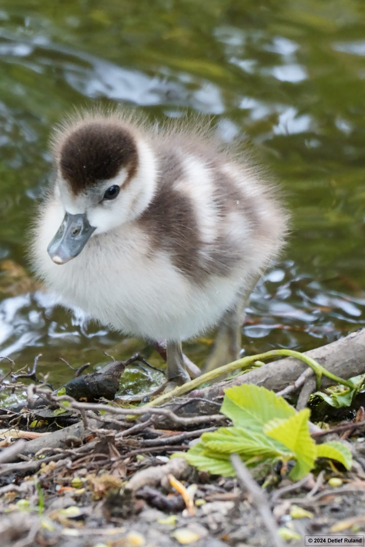 Junge Nilgans # 1