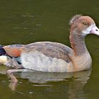 Junge Nilgans