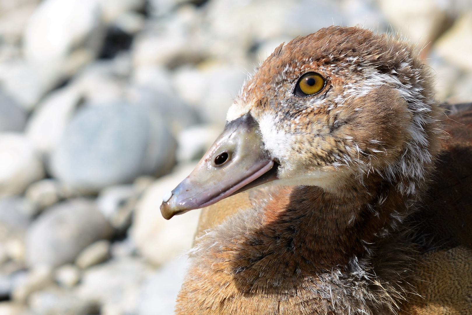 junge nilgans