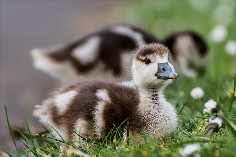 junge Nilgans