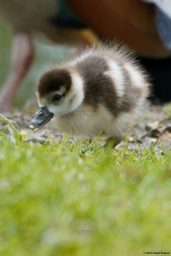 Junge Nilgans # 3