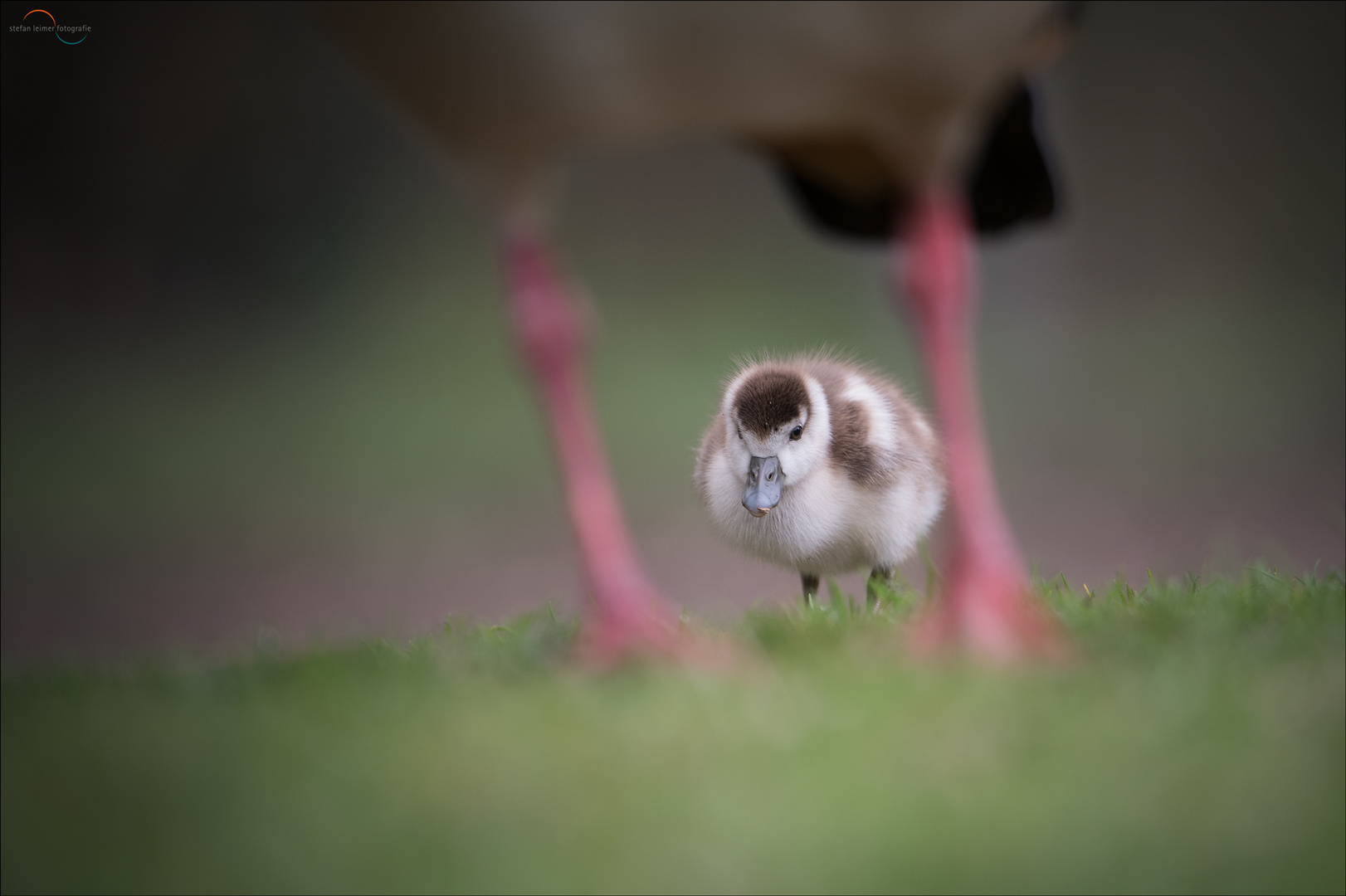 junge Nilgans