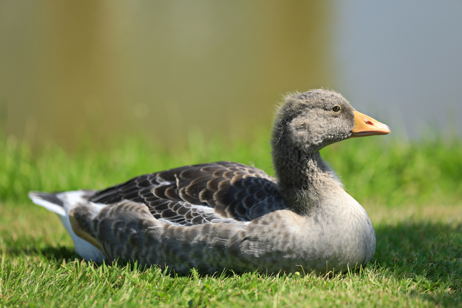 Junge Nilgans