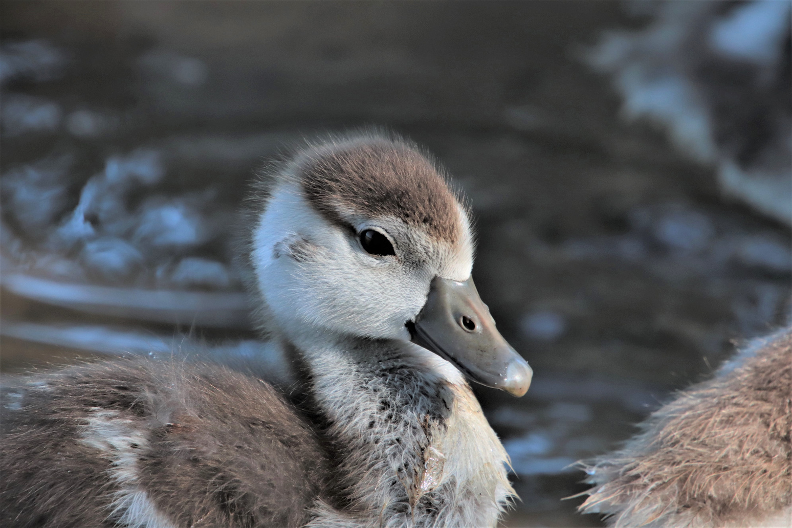 Junge Nilgans