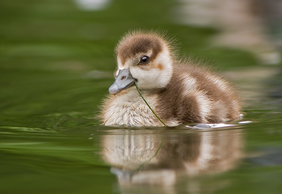 Junge Nilgans