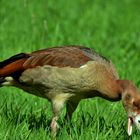 Junge Nilgans auf der Wiese