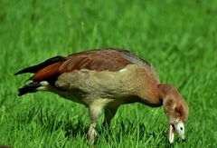 Junge Nilgans auf der Wiese